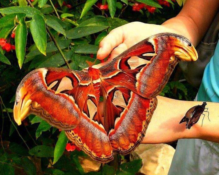 самая большая бабочка в мире