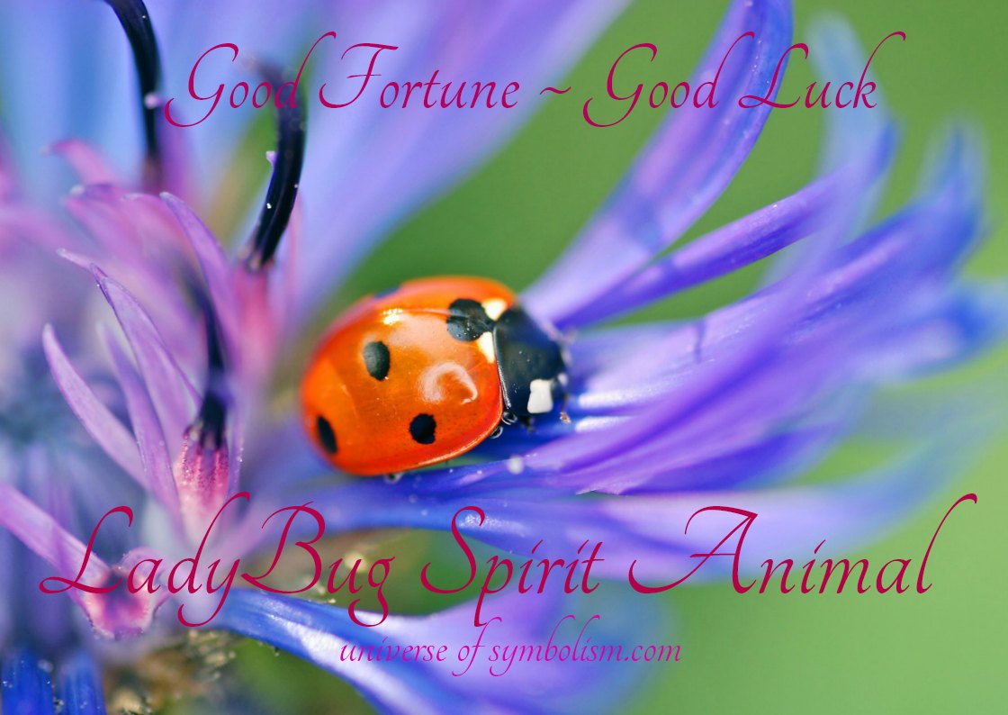 Ladybug Spirit, Totem, Power Animal Symbolism & Meaning also known as Ladybird - a symbol of good luck