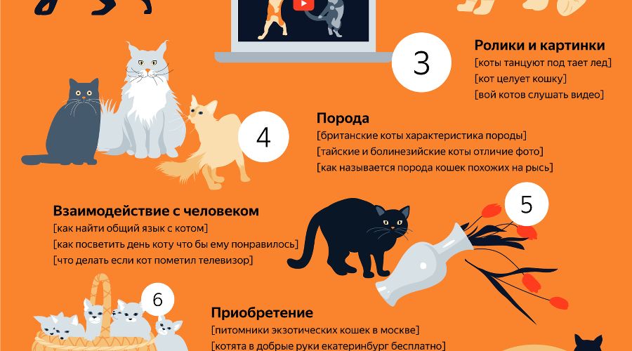 Сдать кота