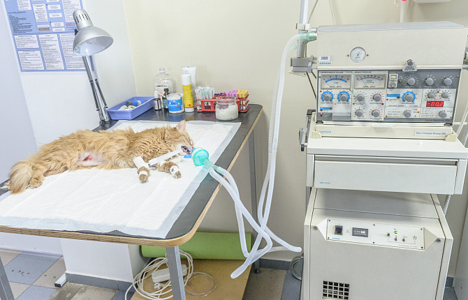 Реабилитация собаки после операции. Интенсивная терапия мелких животных. Ветеринарная клиника Орит.