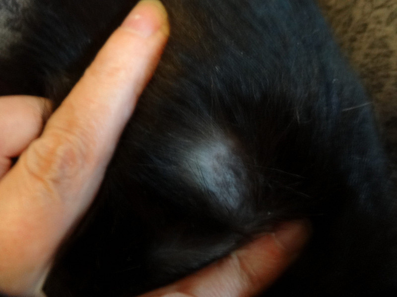 Шишка после прививки у щенка. Черный бугорок под кожей у собаки. Уплотнение под кожей у кошки.