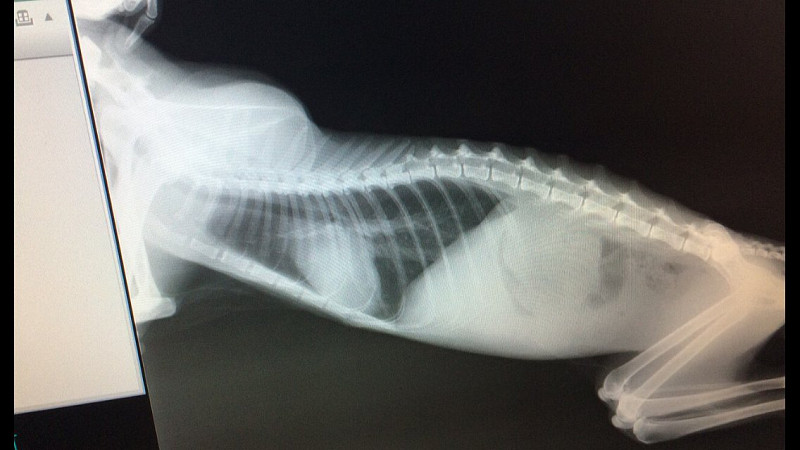 Печень у кошки симптомы. Опухоль на рентгене у собаки. Новообразования у кошек. Раковая опухоль кошки рентген.
