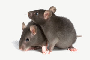 Две темно-серые мыши