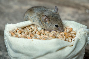 Мышь ест зерно