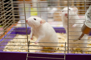 Две белые мыши в клетке