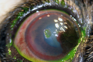 Диагностика патологий глаза