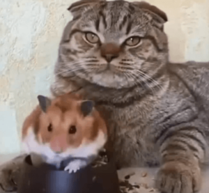 Хомяк ест из миски кота