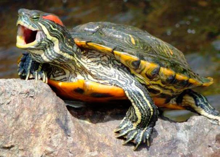 Красноухая черепаха – содержание и уход