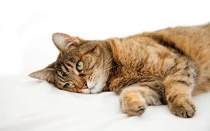 Острая форма диареи и поноса у кошек