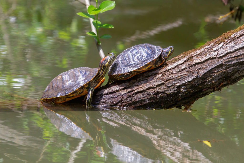 Красноухие черепахи в природе