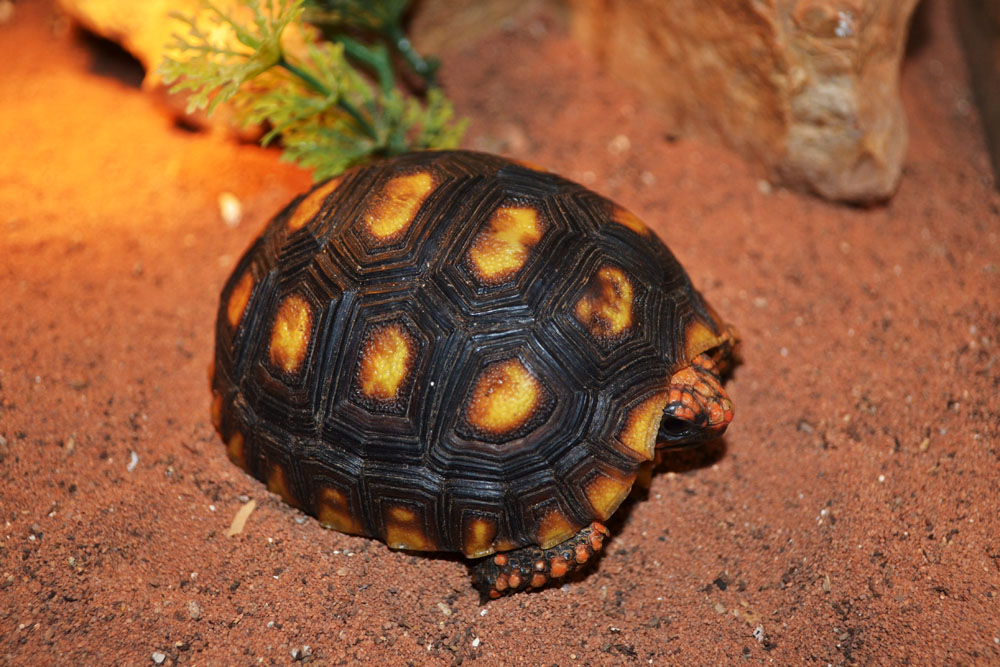 Угольная красная черепаха