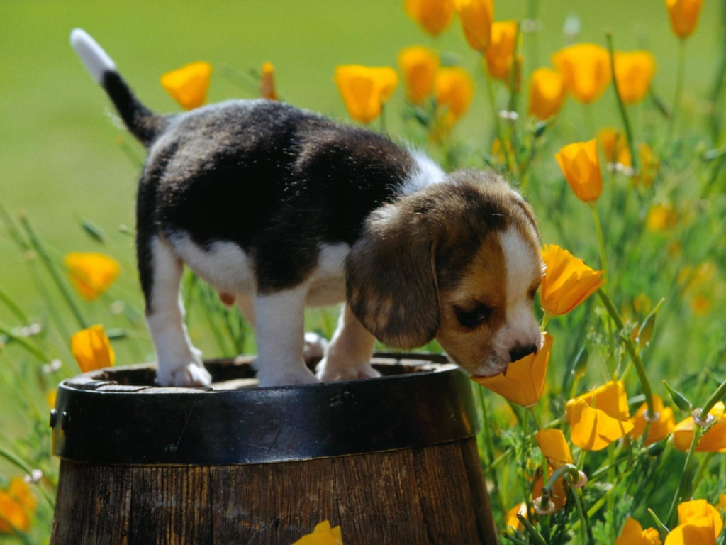 Собака нюхает цветок