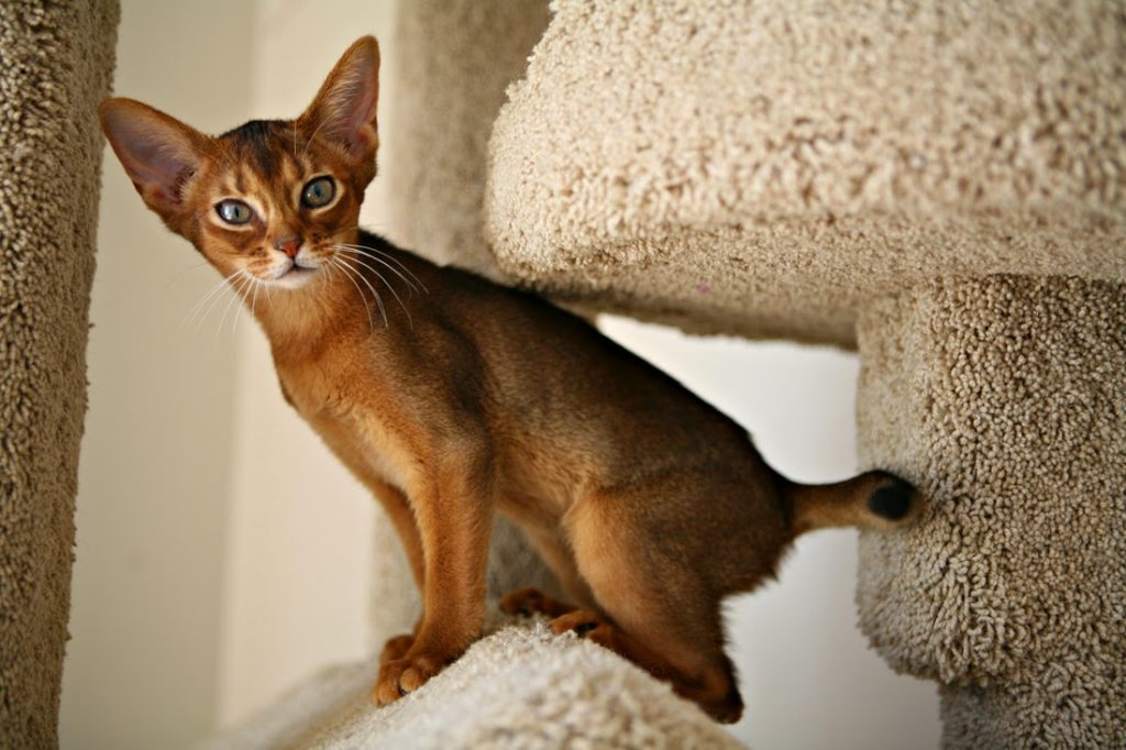 Чем могут болеть абиссинские кошки?